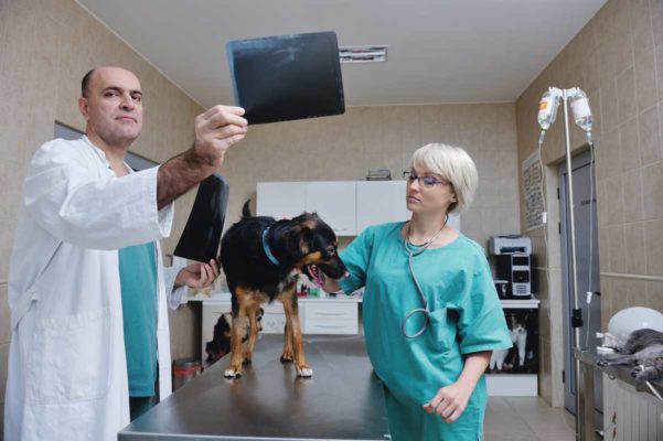 Enfermedades cubiertas por seguro de gasto médicos para perro